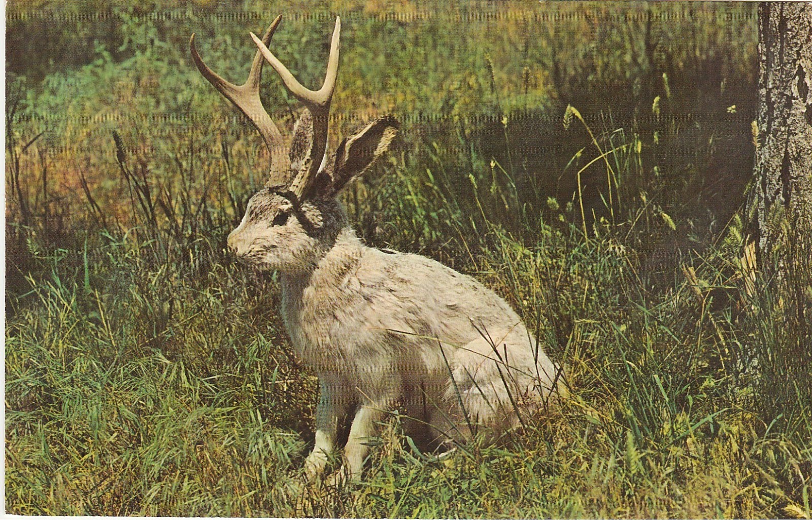 Олень и заяц